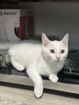 Helvit kattunge (blandras Angora/Perser) – 4 månader