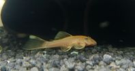 Citronancistrus (Ancistrus sp. 'lemon-blue-eye')