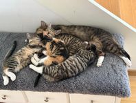 Kattunge som är besiktad, vaccinerad och chippad