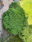 Thuja säljes