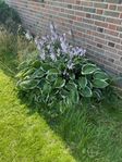 Hosta / Funkia