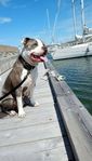 American bully xl tik 