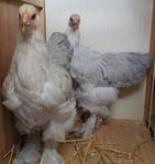 Brahma 
