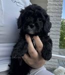 Cavapoomix valp letar efter kärleksfullt hem. 