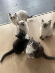 Kattungar 