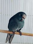 Kakariki