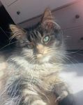 katt