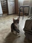 kattunge