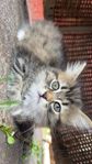 Kattungar 