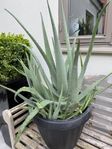 Stor Aloe Vera 