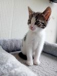 Kattunge