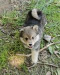 Finsk lapphund 