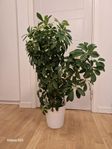 Paraplyariala blomma
