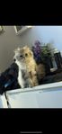 katt