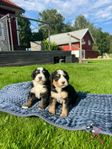 Bernedoodle i olika färger och storlekar 