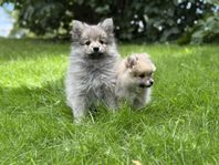 Mittelspitz / Tysk Spets. Kennel: CROWN DOGS SWEDEN