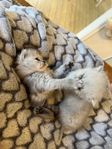 Exotic/Chinchilla-Perser Kattungar!