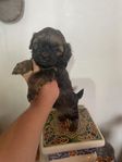 Shih tzu/pudel valpar