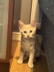 kattunge