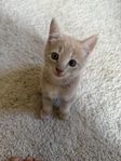 kattungar