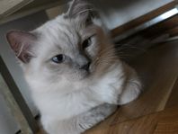 kattungar - ragdoll