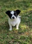 leveransklar chihiahua hane 