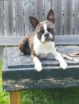 Vuxen Bostonterrier tik 