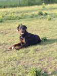 Dobermann Hane 22 månader 