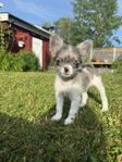 chihuahua blandis