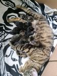 kattungar lev.klara 13 Oktober 
