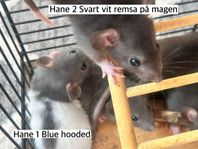 Råttungar - Endast hanar kvar