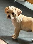 Leverans klar Royal frenchel (Fransk bulldog 
