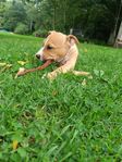 amstaff blandras