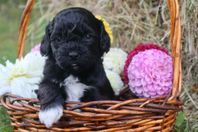 shihpoo