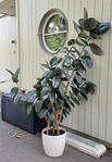 Två meter hög planta 