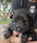 Finsk Lapphund Valp
