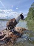 bullterrier 