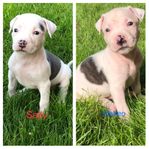 amstaff/cane corso valpar 
