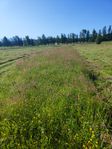 Torrhö på rundbal