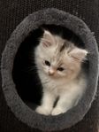 Ragdoll/Chinchilla-Perser. Ragchilla