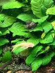 Ancistrus malar