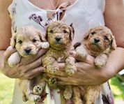 Sötaste Cavapoo F1b valpar