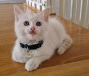Ragdoll kattungar