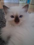 Ragdoll kattungar