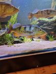 cichla korsning