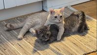 Om placering katt 