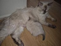 Ragdoll