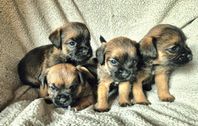Borderterrier valpar
