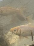Guldfisk vit