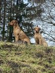 Foxred Jaktlabrador valpar